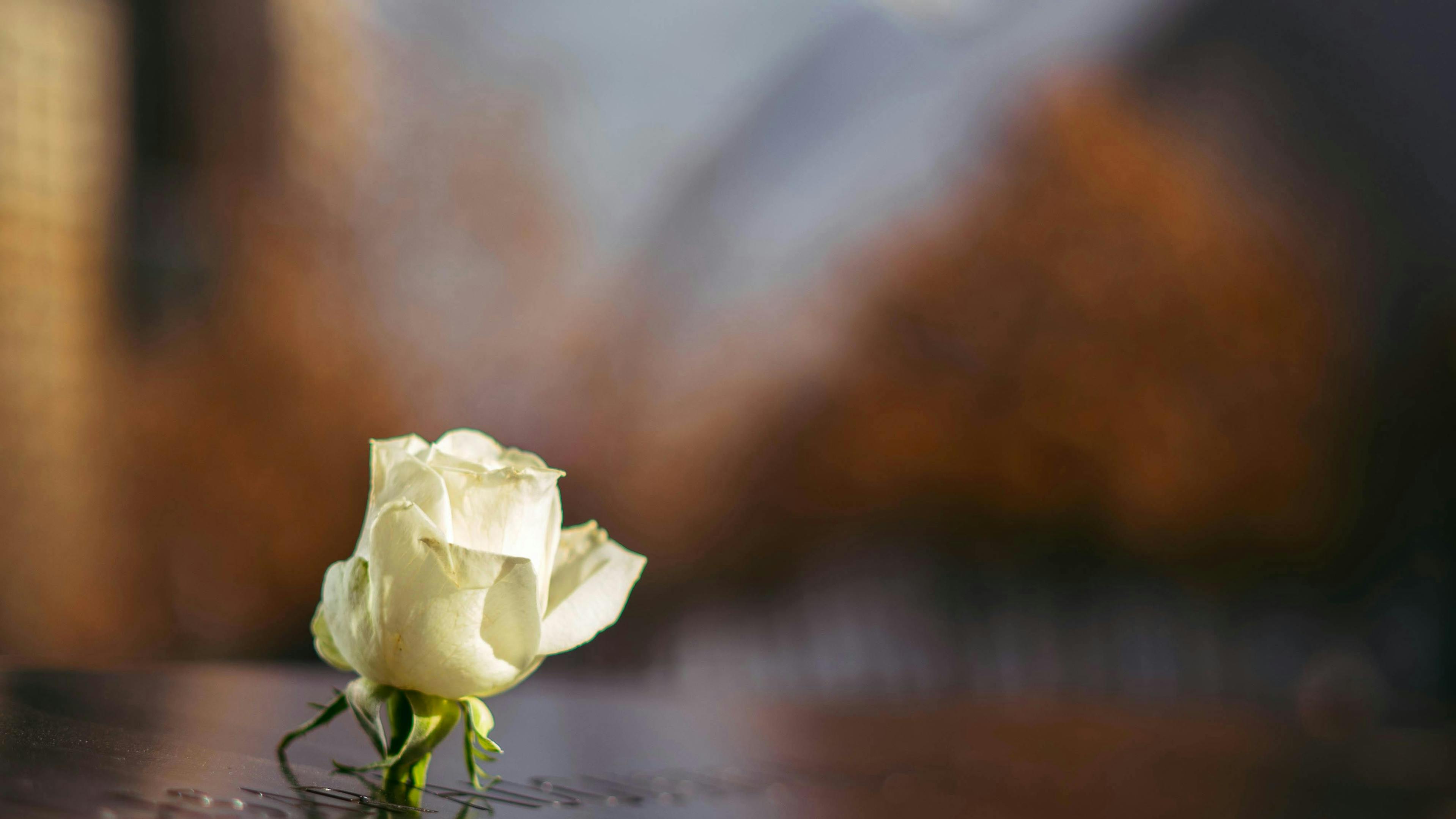 Eine ergreifende weiße Rose, die auf dem 9/11-Denkmal in New York City platziert ist und Erinnerung und Nachdenken einfängt.