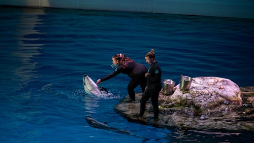 Zwei Trainer interagieren mit Delfinen in einem Aquarium in Chicago und zeigen Verhaltenstraining für Meereslebewesen.