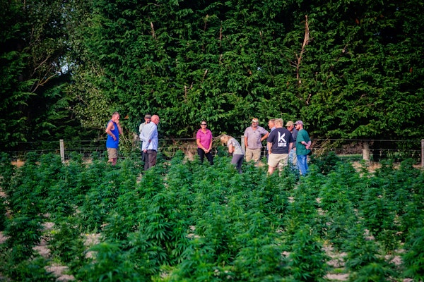 Farmers inspect Southland's first outdoor grown medicinal hemp crop