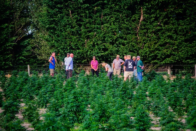 Farmers inspect Southland's first outdoor grown medicinal hemp crop