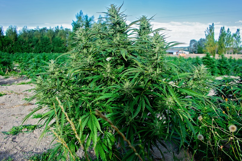 Cover Image for Bumper first harvest in Southland