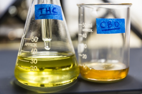 THC and CBD oil in chemistry flasks 