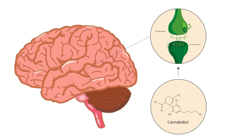 Cover Image for The endocannabinoid system explained