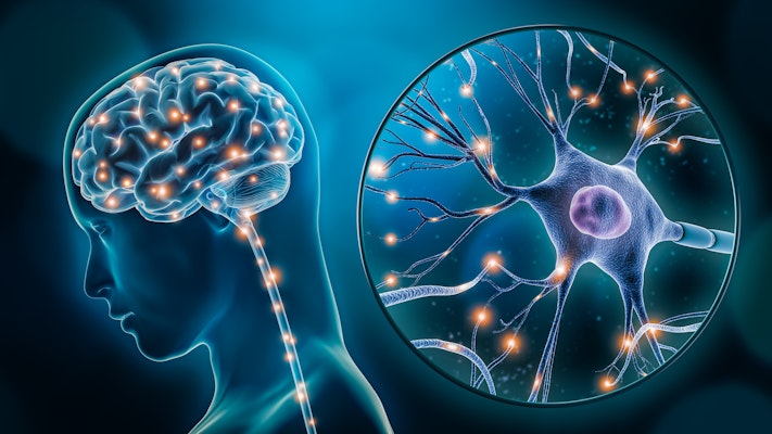 Diagram of neurotransmitters in the human brain 