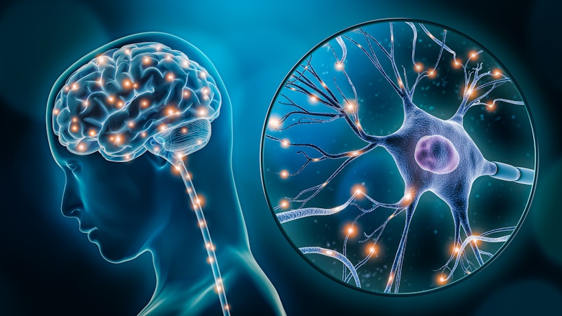 Diagram of neurotransmitters in the human brain 