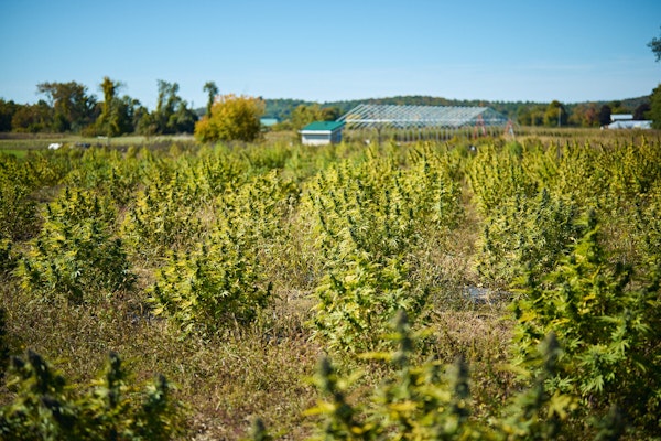 CBD hemp being planted on a farm 