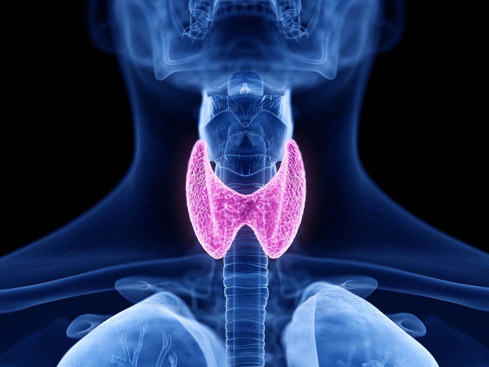 A beginner s guide to the thyroid gland eu meds