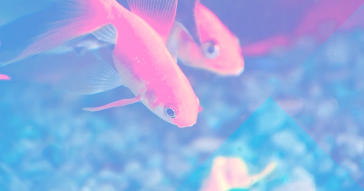 Best Pets For First Year Sober Goldfish hanging out