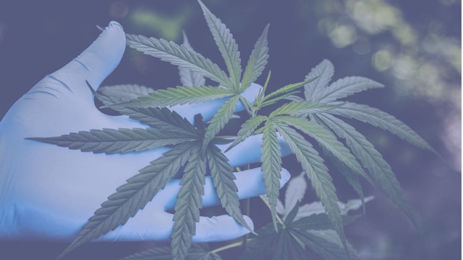 Is Weed A Drug? Is Weed A Drug?
