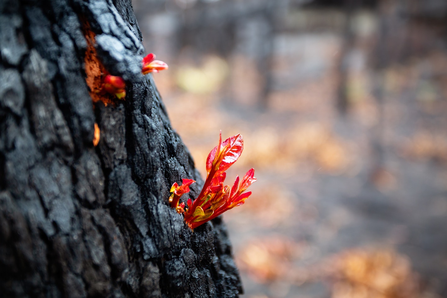 new growth