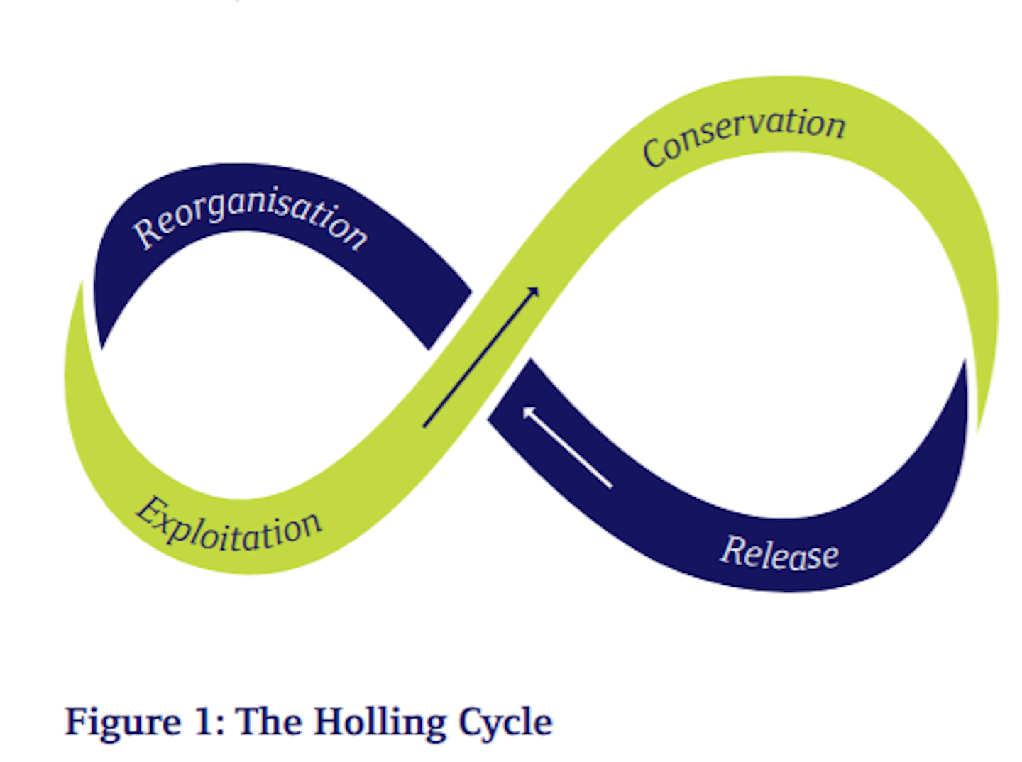 the holling cycle diagram