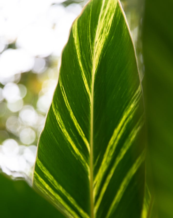 Plant leaf