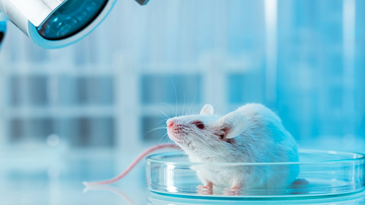 Estée Lauder Expands Commitment to Cruelty-Free Testing