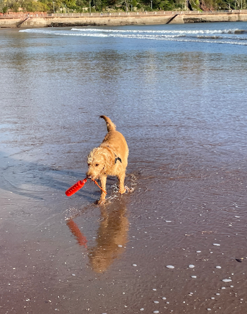 Sea Dog!