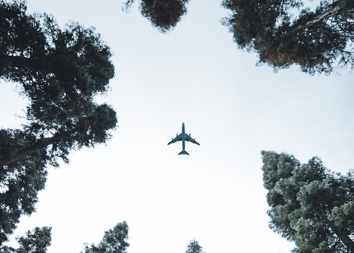 a plane flying between trees across a blue sky