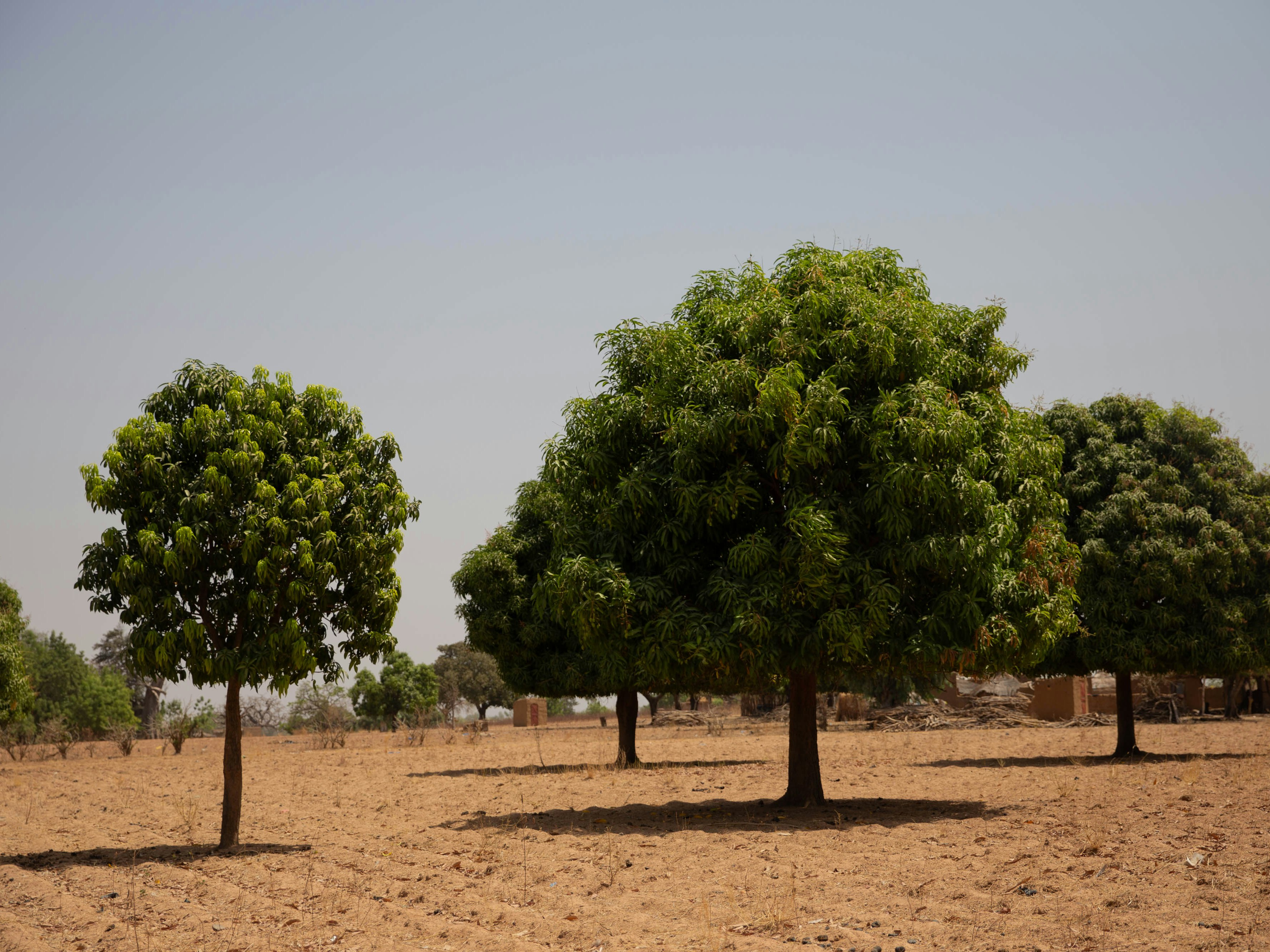 Image by Tree Aid/Martha Tadesse Image by Tree Aid/Martha Tadesse