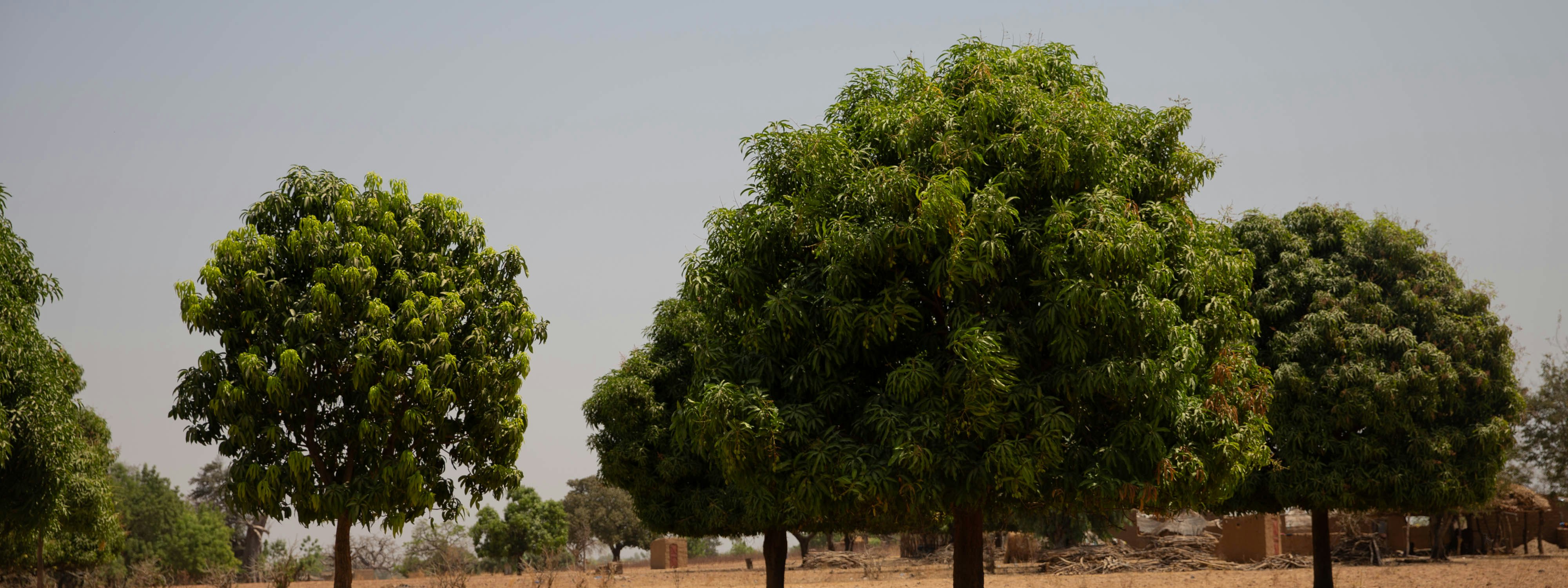 Image by Tree Aid/Martha Tadesse Image by Tree Aid/Martha Tadesse