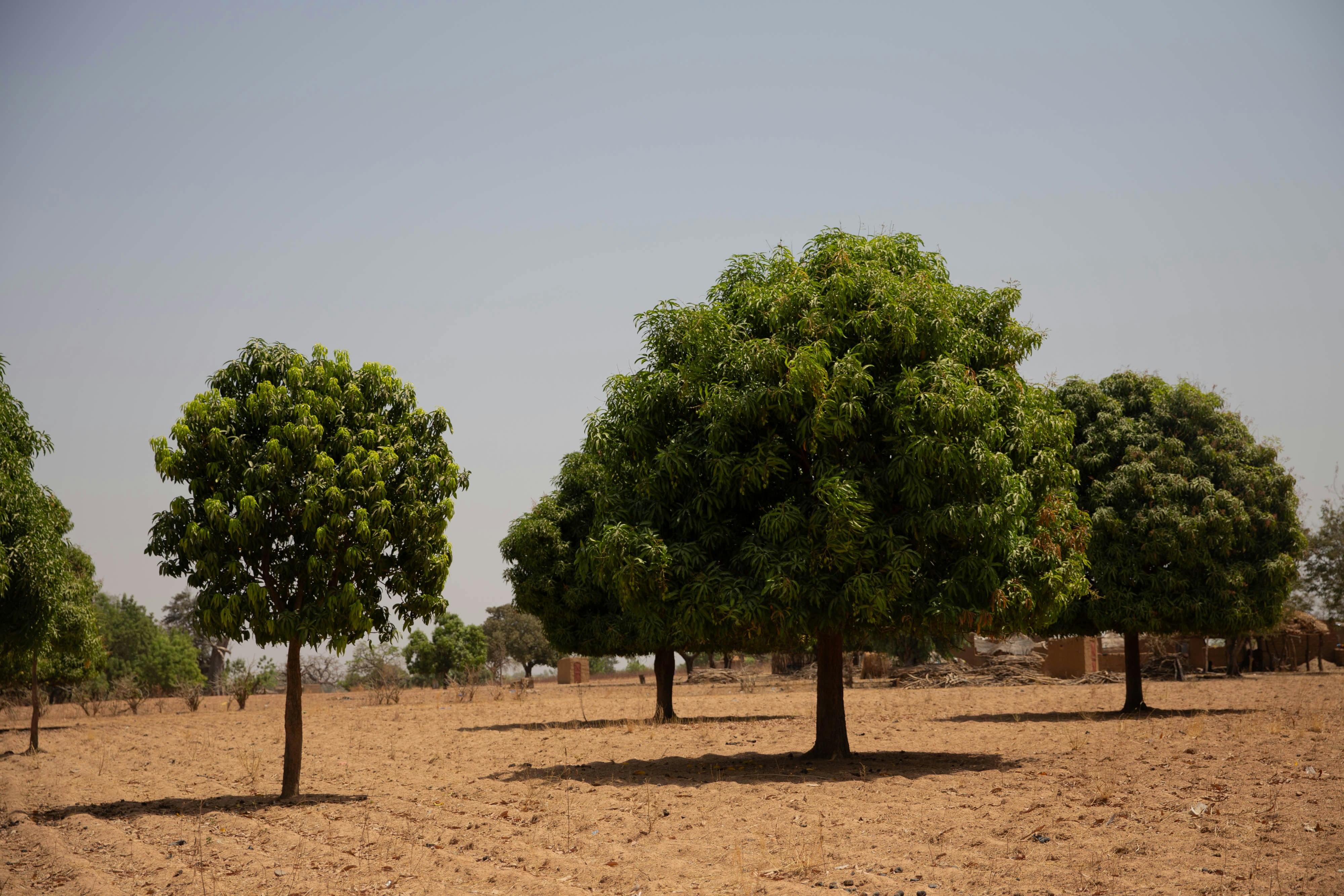 Image by Tree Aid/Martha Tadesse