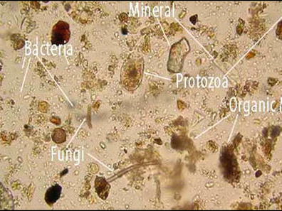 Image source: Babur & Dindaroglu, 2020 Image source: Babur & Dindaroglu, 2020