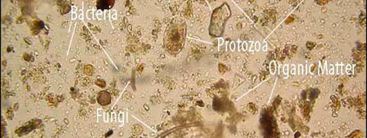 Image source: Babur & Dindaroglu, 2020 Image source: Babur & Dindaroglu, 2020