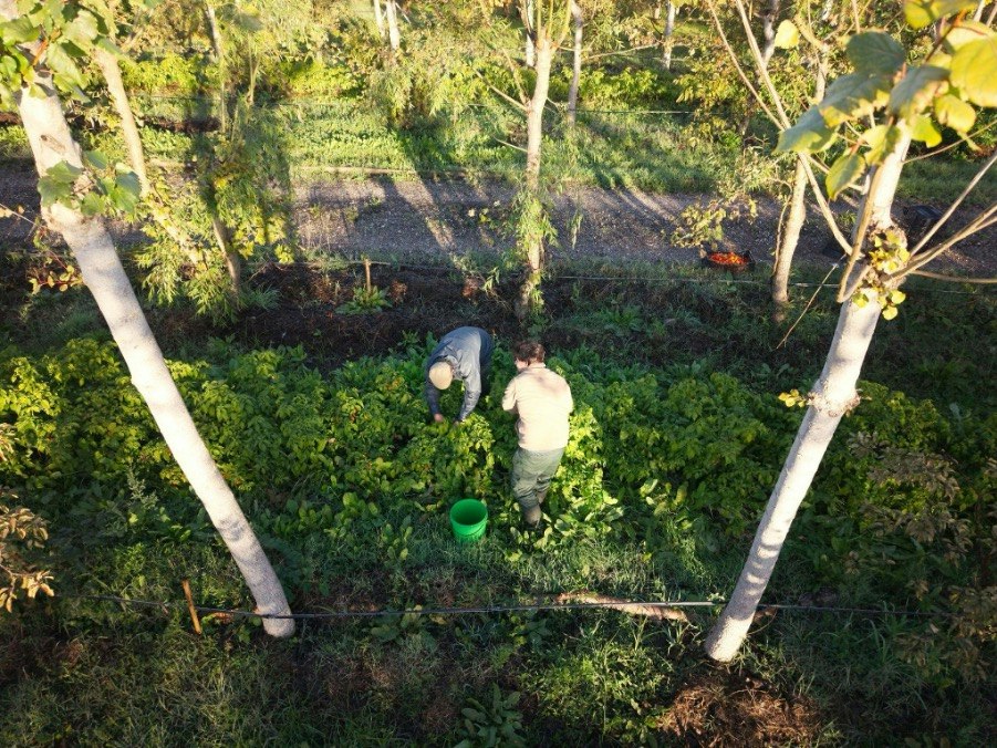 Harvesting the peppers (Photo courtesy of Casa Mendes Gonçalves)