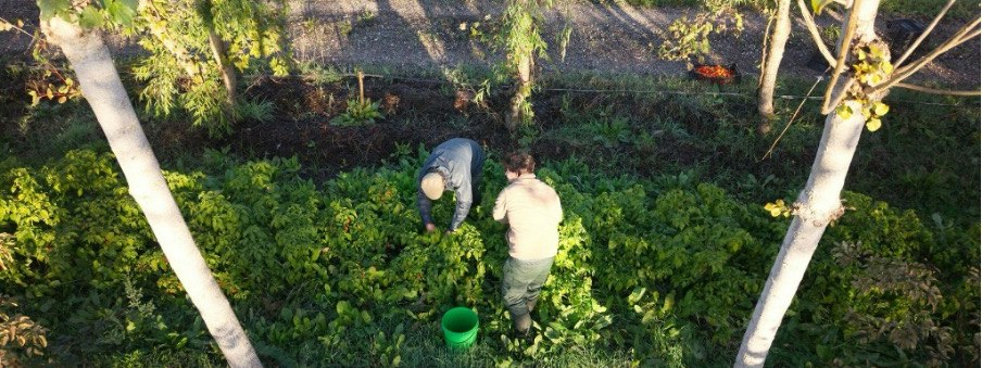 Harvesting the peppers (Photo courtesy of Casa Mendes Gonçalves)