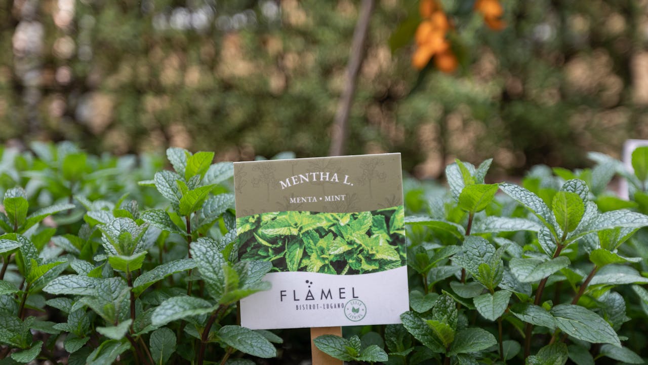Cover Image for Urban Farming - Lugano - Flamel