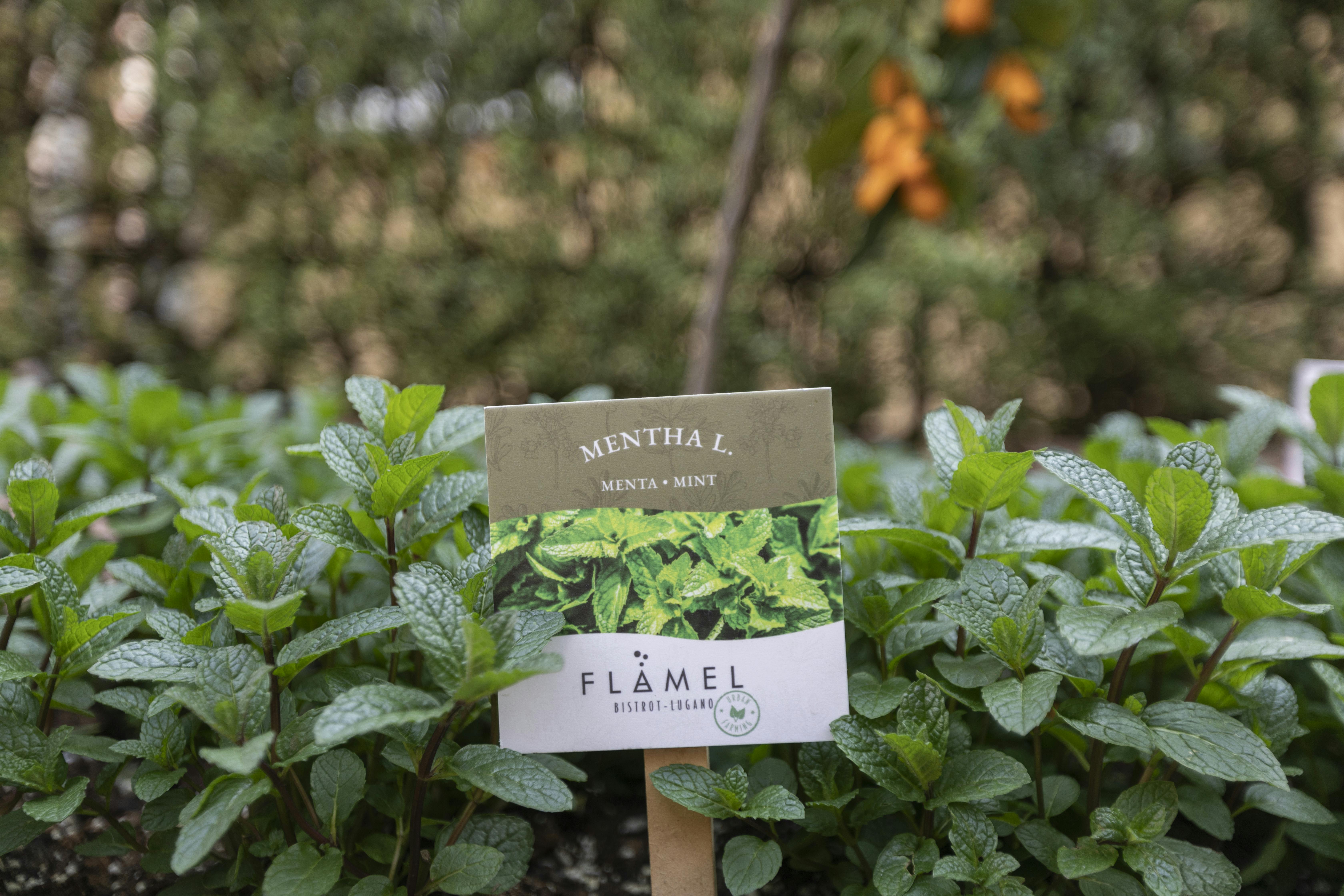 Urban Farming - Lugano - Flamel