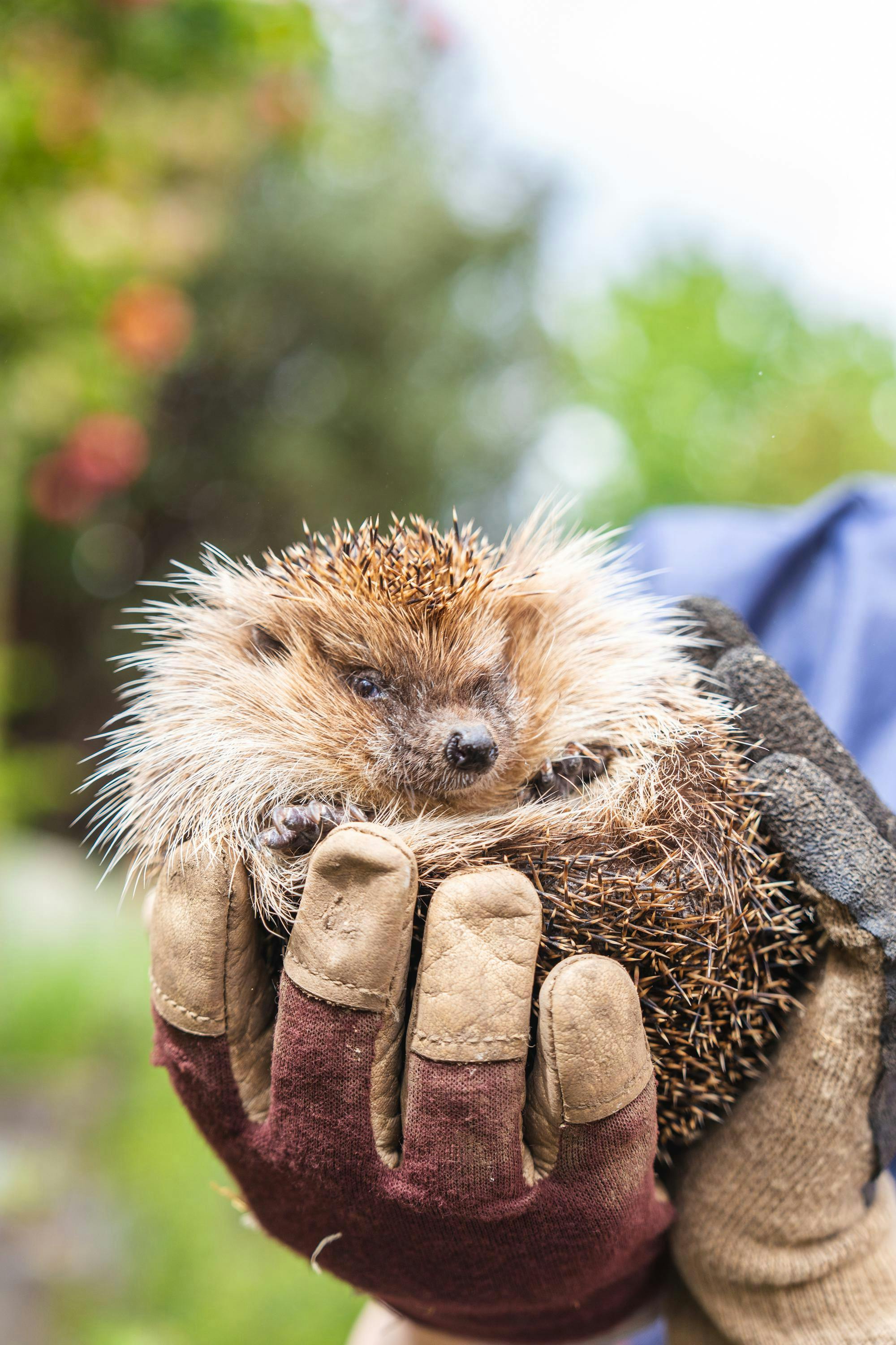 FLAMEL Hedgehog
