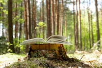 opengeslagen boek op boomstronk