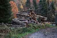 Gekapte bomen