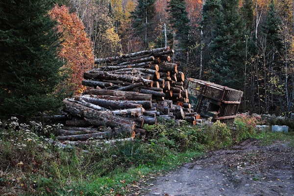 Gekapte bomen