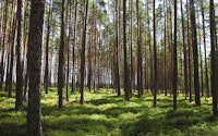 Bomen in een bos