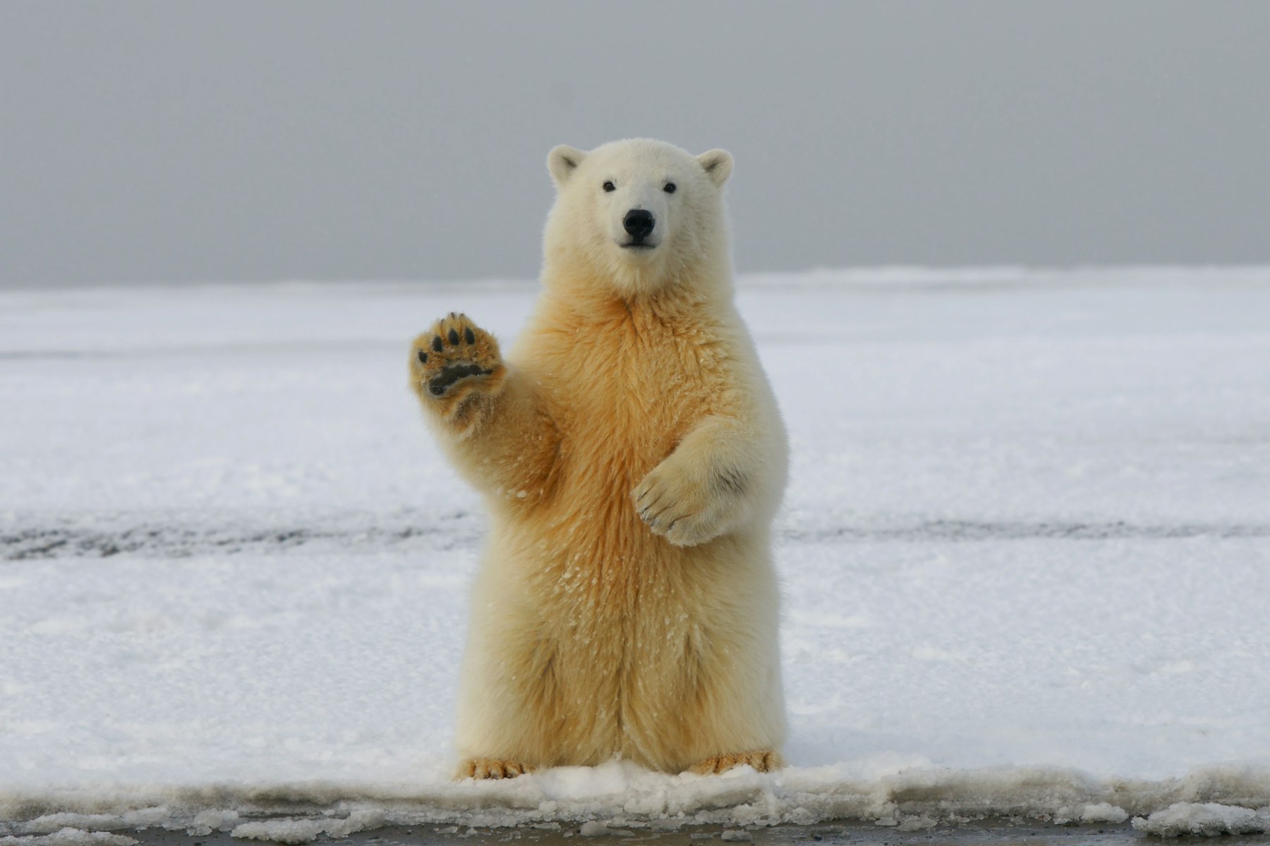 Our Support of Polar Bears International