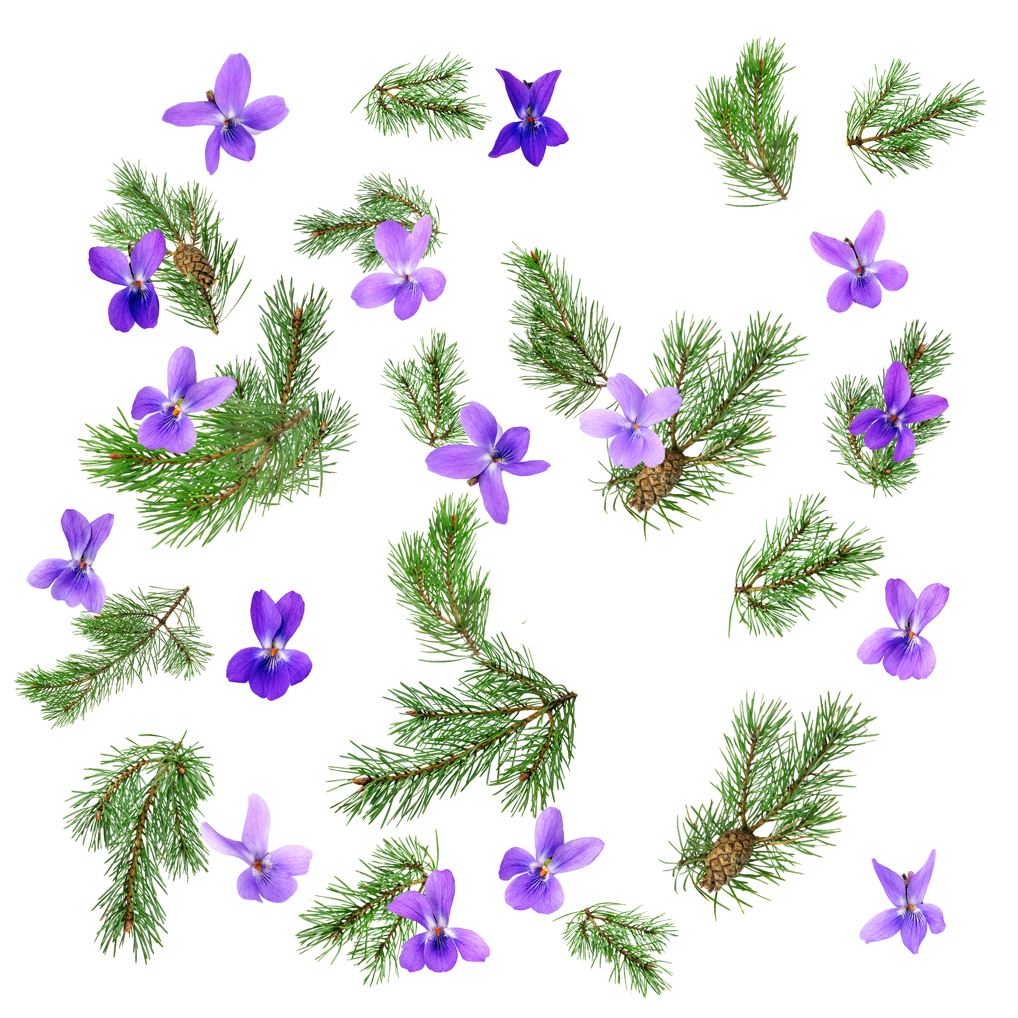 Caption: a bunch of purple flowers sitting on top of a tree