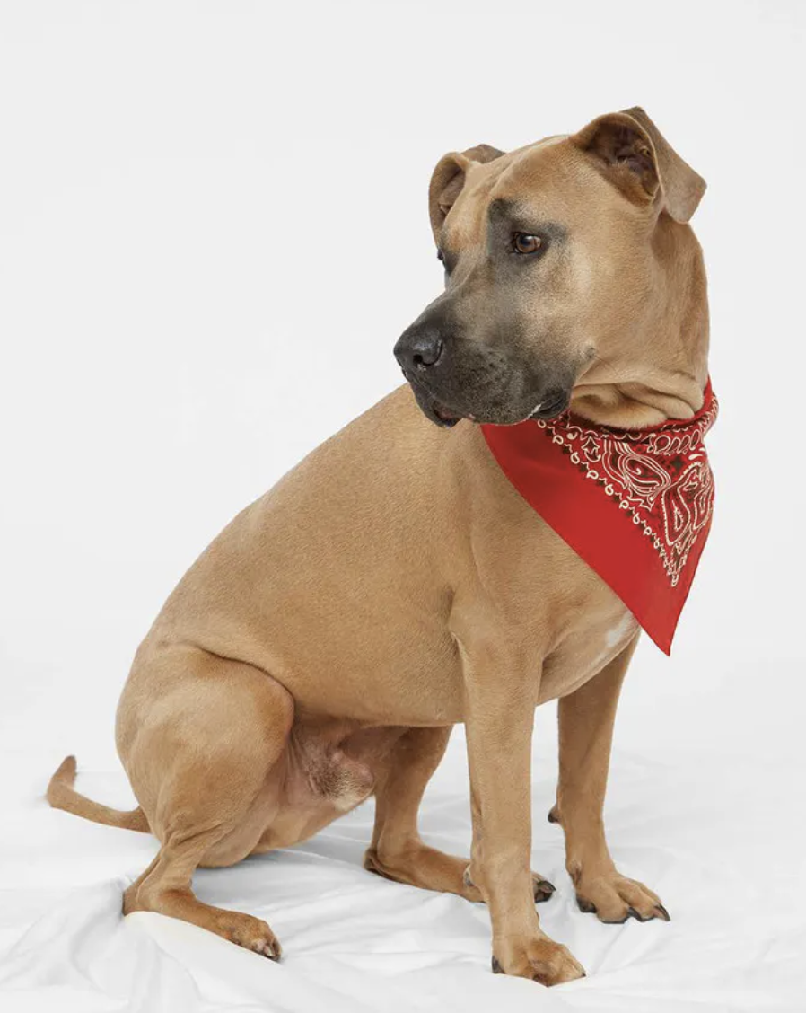 USA-Made Doggie Bandana for event giveaway