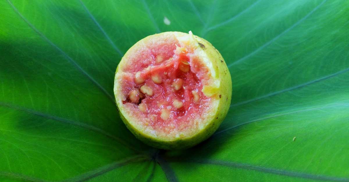 high protein fruits