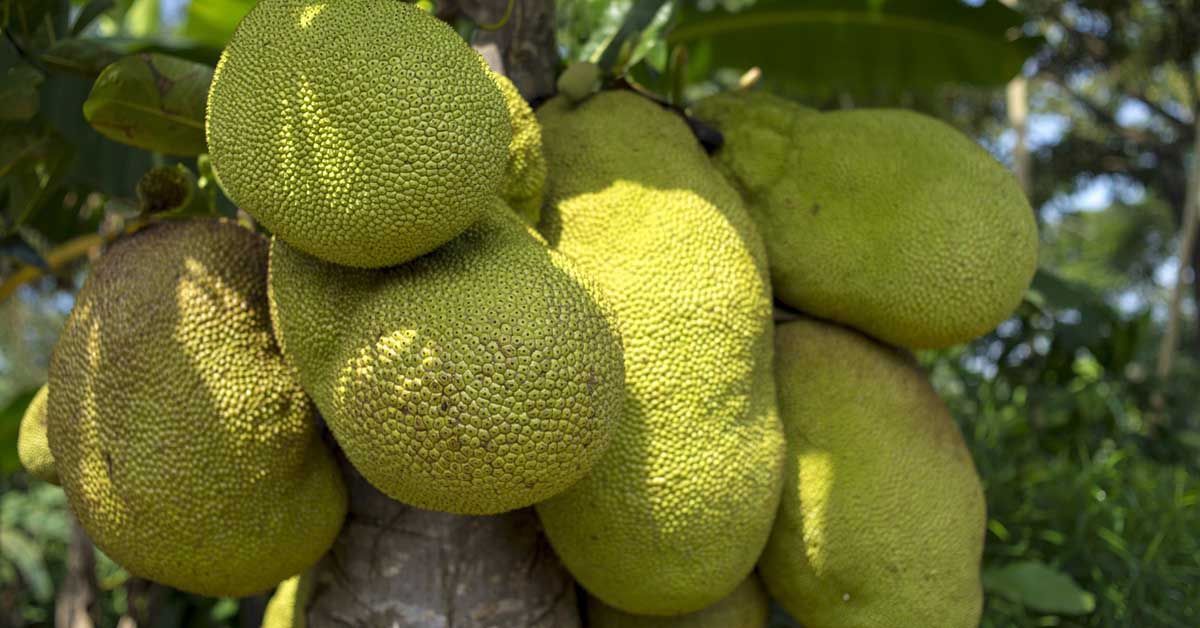 high protein fruits