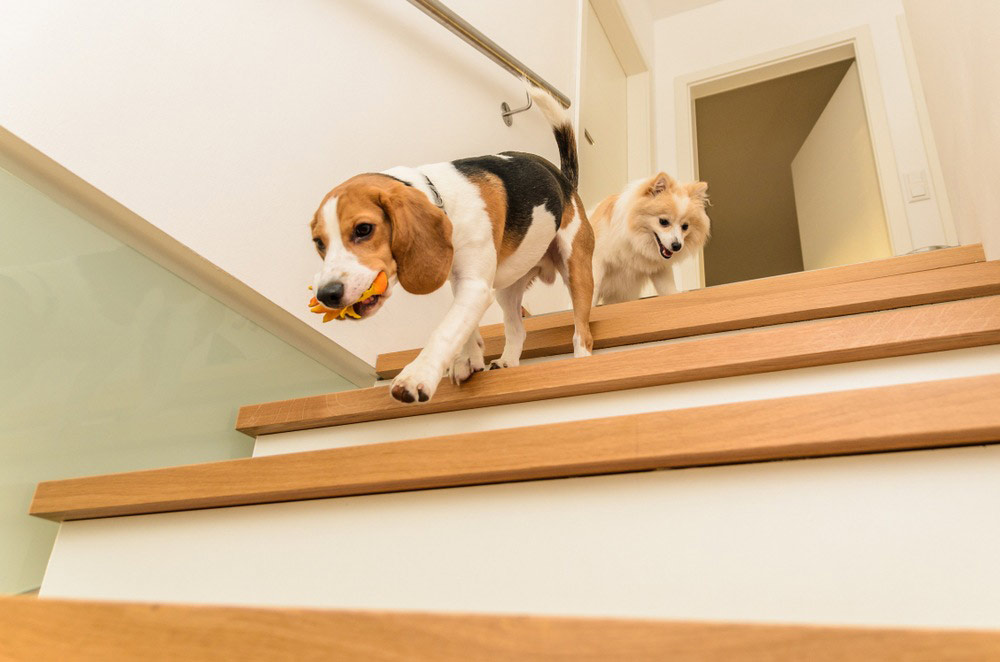 Dogs Running Down Stairs | AIPT