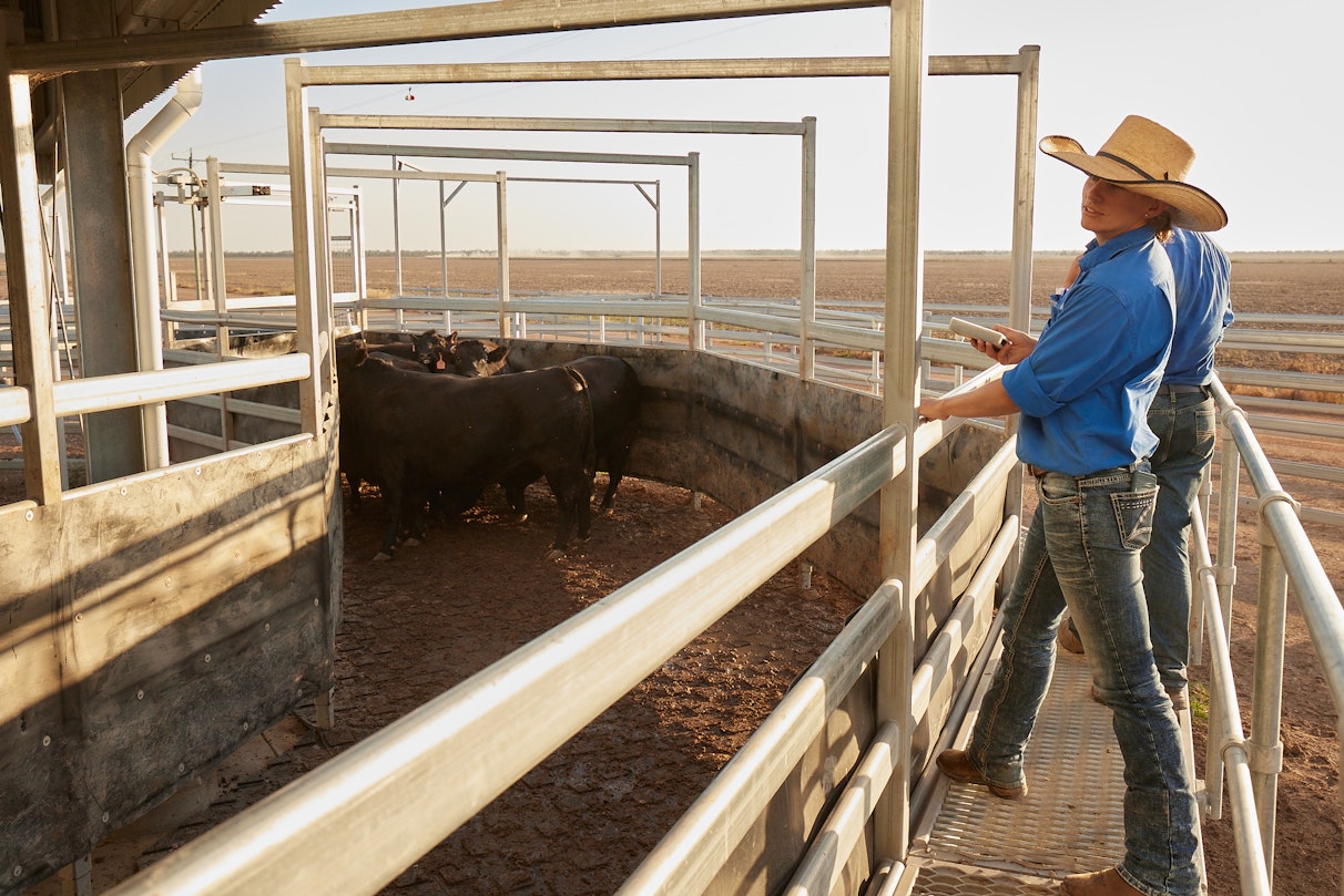 Operations Smithfield Cattle Co.