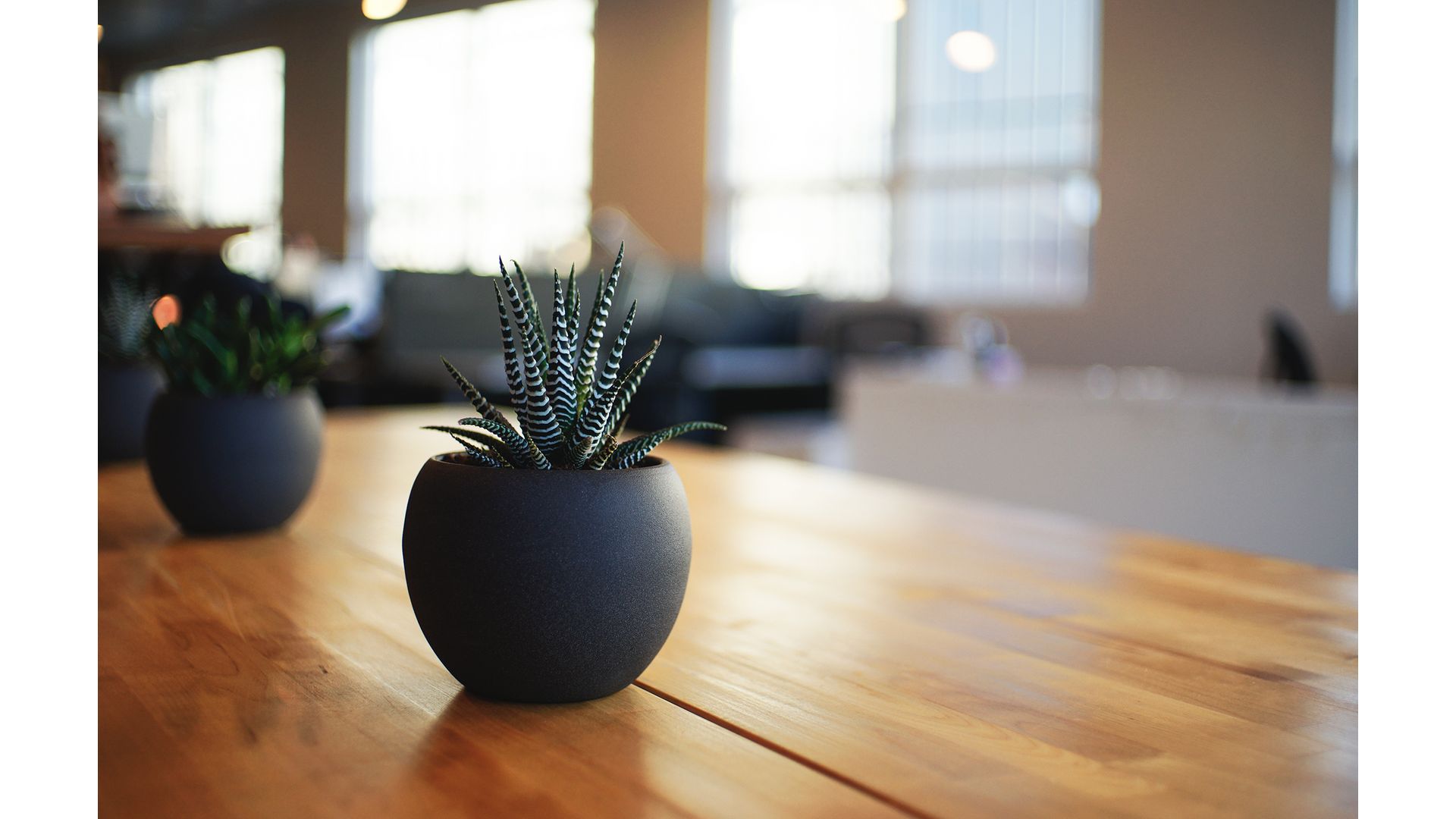 En kaktus på et bord
