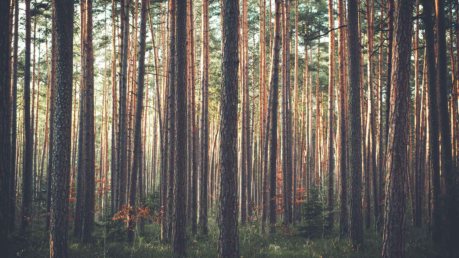 En bild av en skog av tallträd