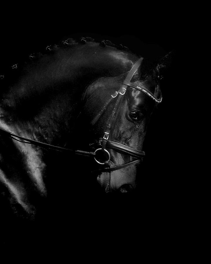 Black horse