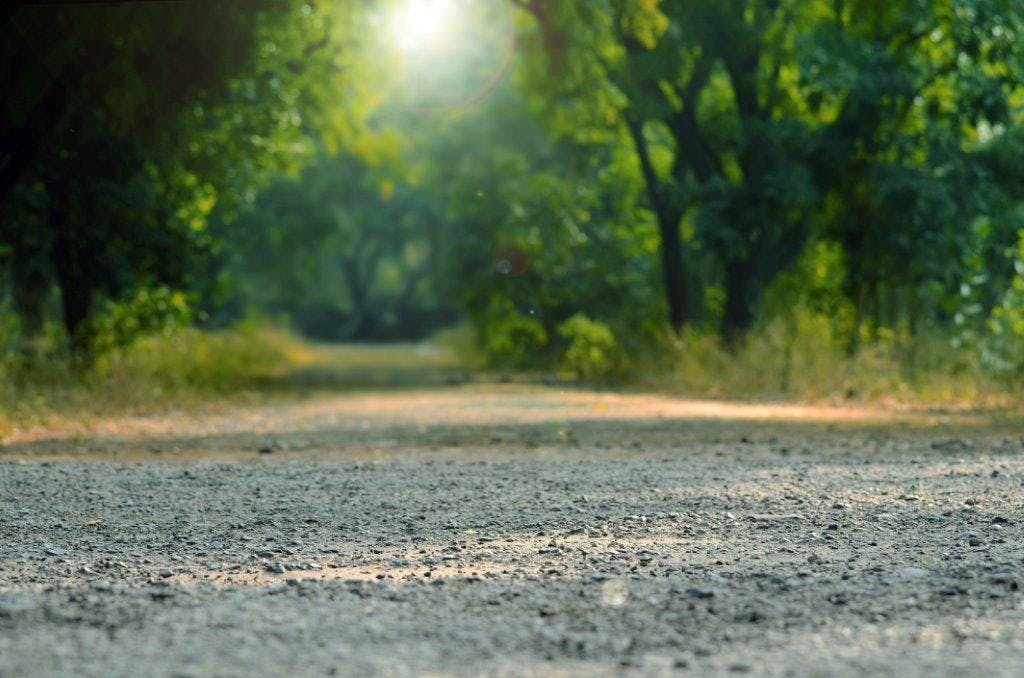 A photo of a pathway entering a forest