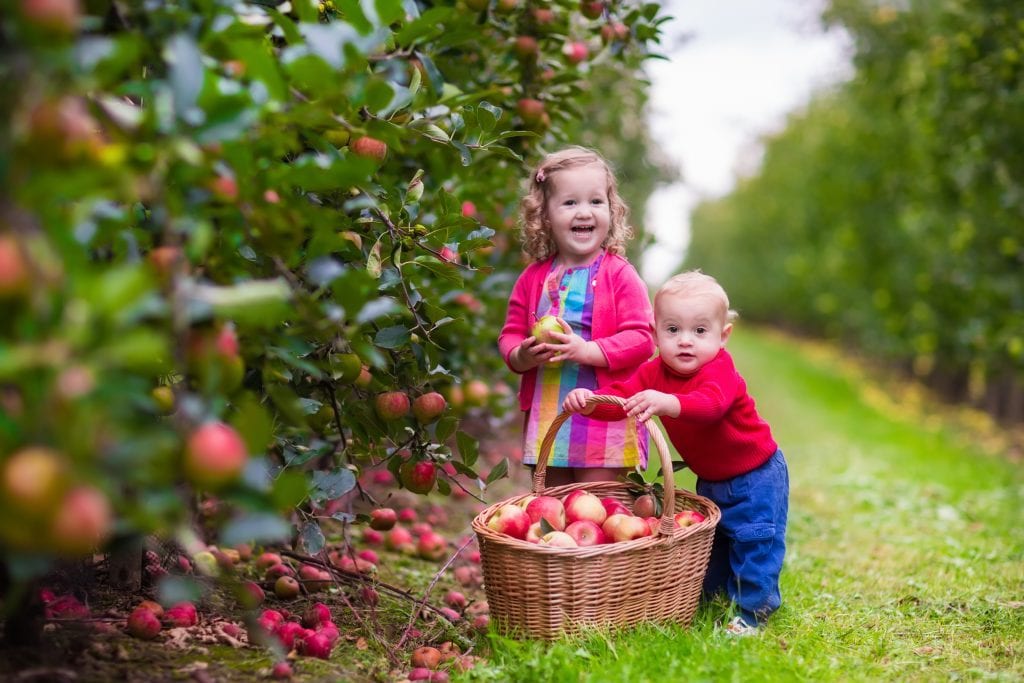 Apple Picking on Long Island 2016 Where To Pick Your Apples