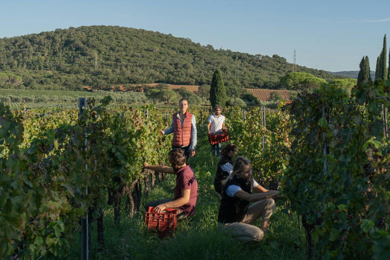 Elena Casadei in vigna