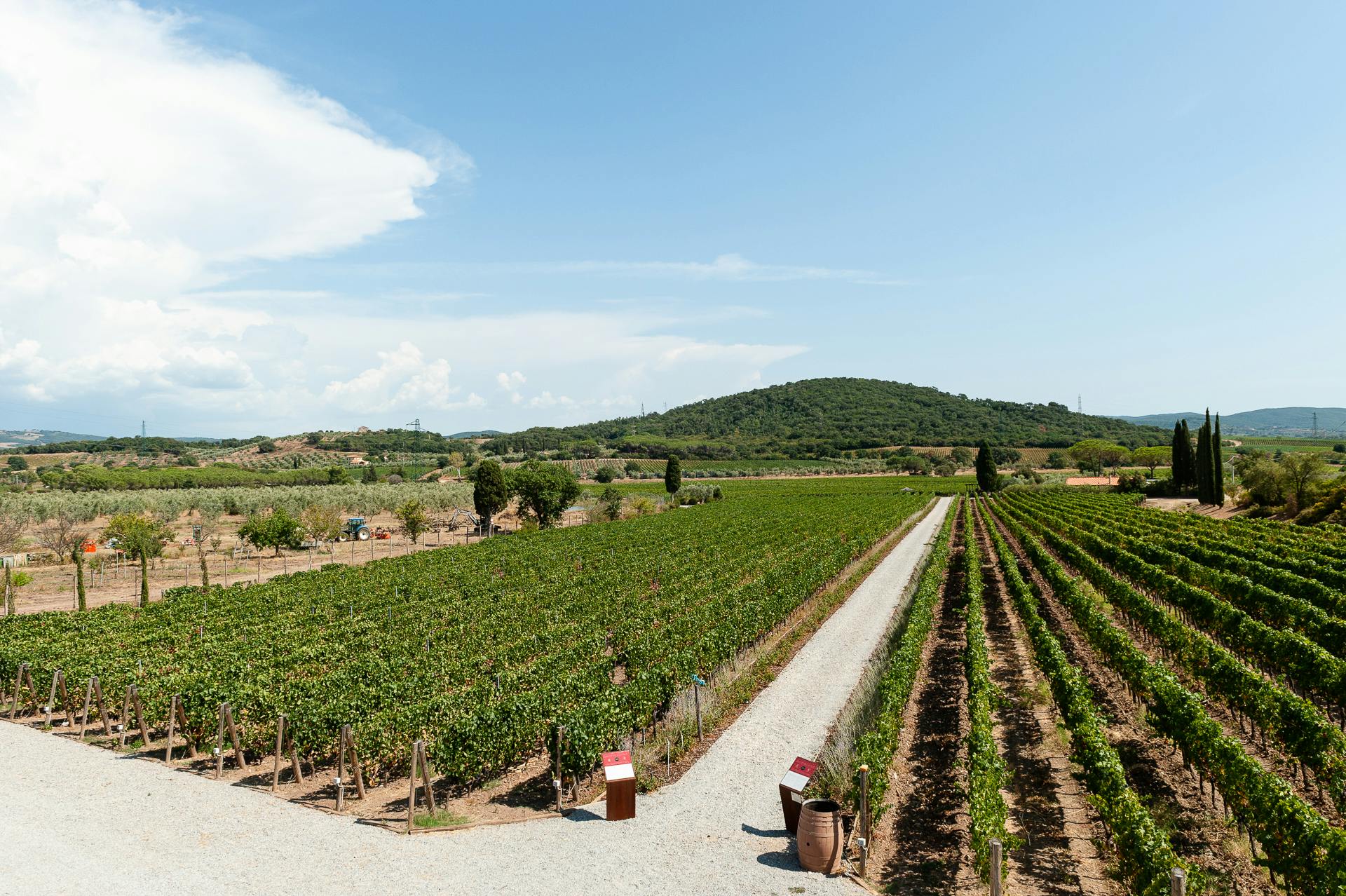 Vigne di tenute Casadei