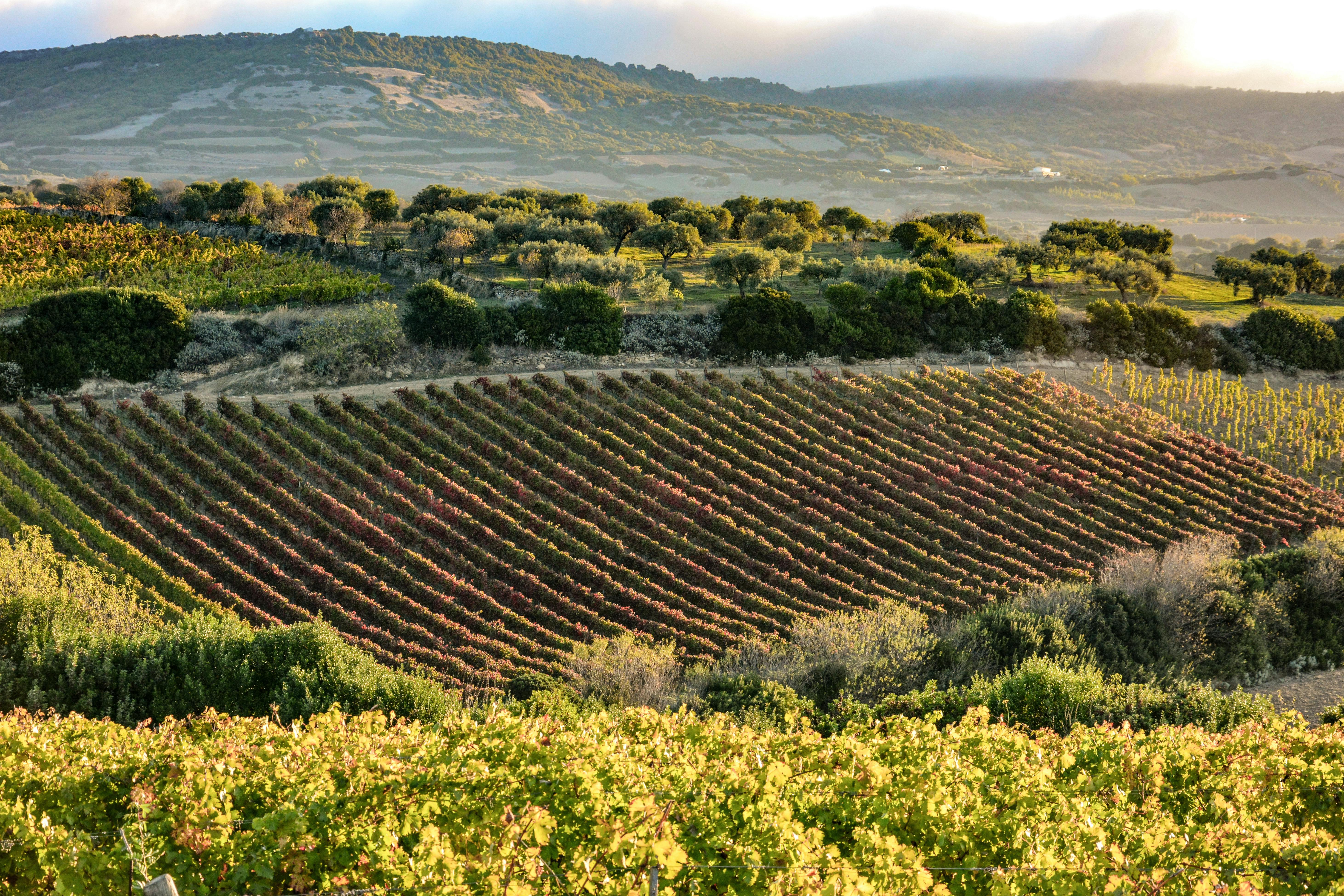 Vigne del Castello del Trebbio