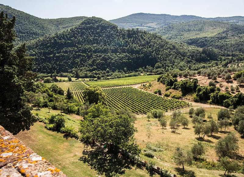 Vigne del Castello del Trebbio