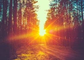 Vitamine D Vitamine D